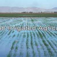 Punjab Irrigated Agriculture Logo