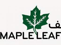 Maple Leaf Cement Factory Limited Share Price & Stock Profile